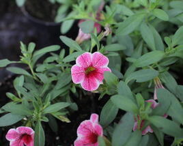 Minipetúnie, Million Bells 'Colibri Cherry Lace'