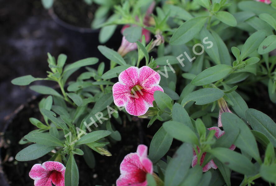 Minipetúnie, Million Bells 'Colibri Cherry Lace' - Calibrachoa hybrida 'Colibri Cherry Lace'