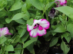 Petúnie 'Tumbelina Nicola' - Petunia hybrida 'Tumbelina Nicola'