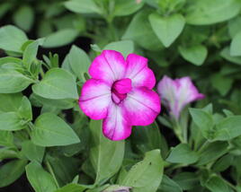 Petúnie 'Tumbelina Nicola'