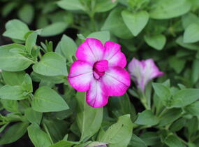 Petúnie 'Tumbelina Nicola' - Petunia hybrida 'Tumbelina Nicola'