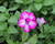 Petúnie 'Tumbelina Nicola'