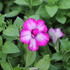 Petunia hybrida 'Tumbelina Nicola'.JPG