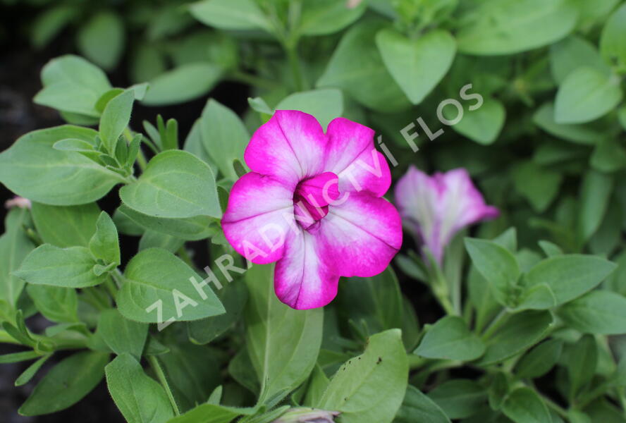 Petúnie 'Tumbelina Nicola' - Petunia hybrida 'Tumbelina Nicola'