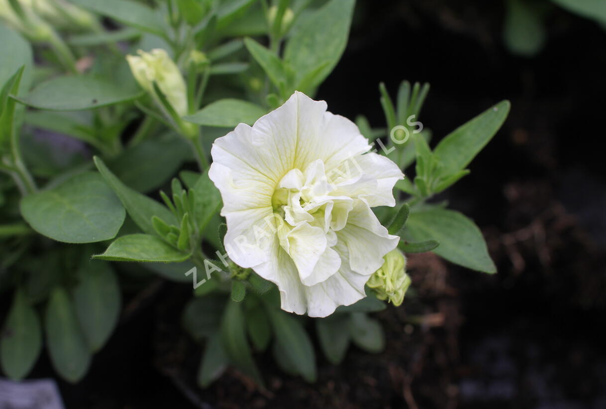 Petúnie 'Tumbelina Susanna' - Petunia hybrida 'Tumbelina Susanna'