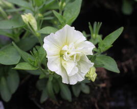 Petúnie 'Tumbelina Susanna'