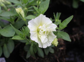 Petúnie 'Tumbelina Susanna' - Petunia hybrida 'Tumbelina Susanna'