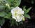 Petúnie 'Tumbelina Susanna'