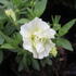Petunia hybrida 'Tumbelina Susanna'_1.JPG