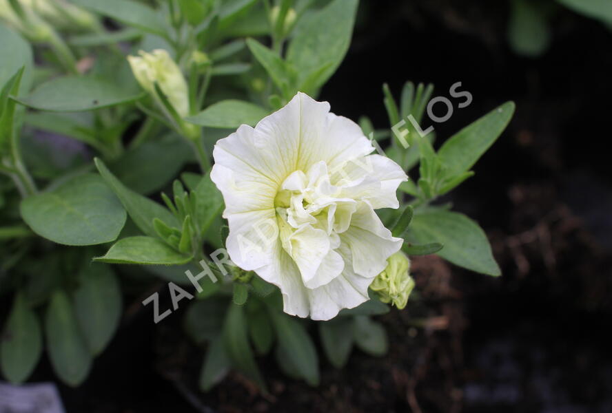 Petúnie 'Tumbelina Susanna' - Petunia hybrida 'Tumbelina Susanna'