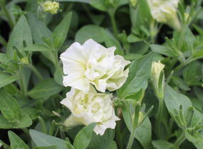 Petúnie 'Tumbelina Susanna' - Petunia hybrida 'Tumbelina Susanna'