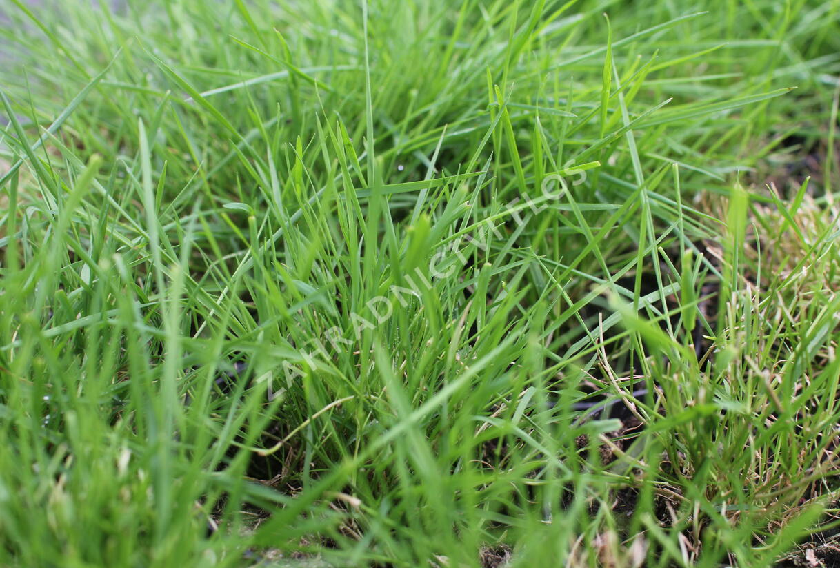Psineček výběžkatý 'Green Twist' - Agrostis stolonifera 'Green Twist'
