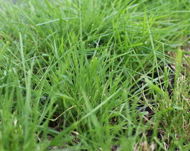 Psineček výběžkatý 'Green Twist'