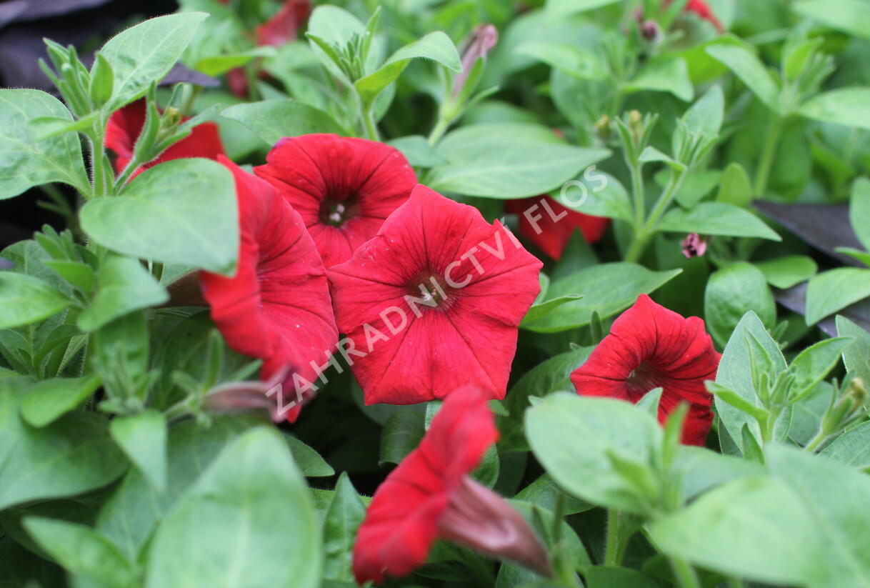 Petúnie 'Deep Red' - Petunia Surfinia 'Deep Red'