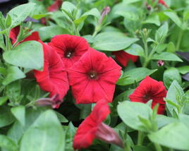 Petúnie 'Deep Red'