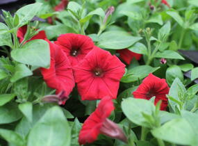 Petúnie 'Deep Red' - Petunia Surfinia 'Deep Red'