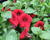 Petúnie 'Deep Red'