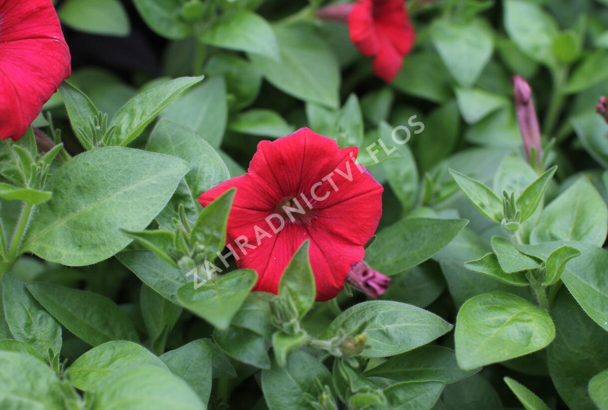 Petúnie 'Deep Red' - Petunia Surfinia 'Deep Red'