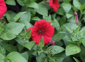 Petúnie 'Deep Red' - Petunia Surfinia 'Deep Red'