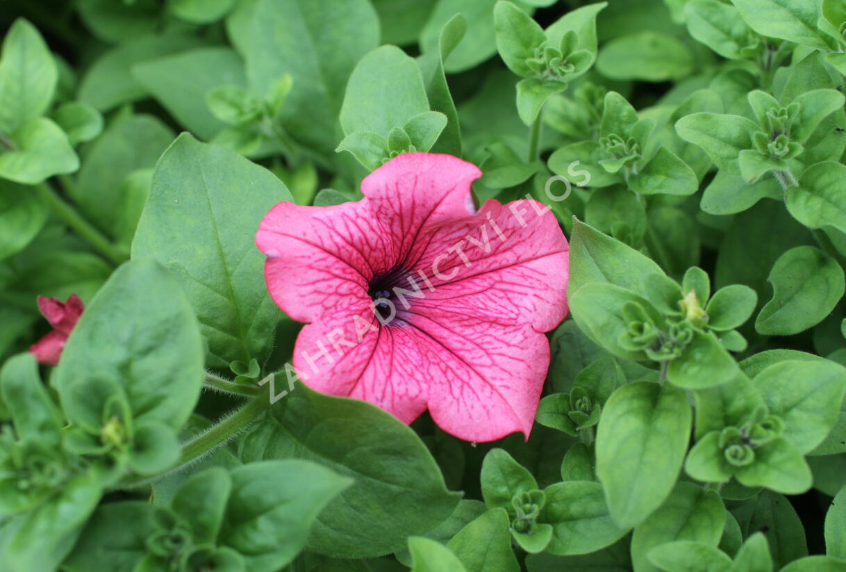 Petúnie, surfínie 'Hot Red' - Petunia hybrida Surfinia 'Hot Red'