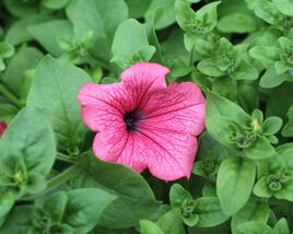 Petúnie, surfínie 'Hot Red'