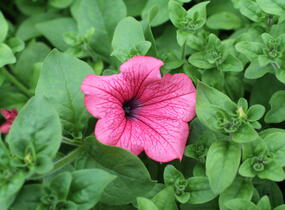 Petúnie, surfínie 'Hot Red' - Petunia hybrida Surfinia 'Hot Red'