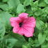 Petunia hybrida Surfinia 'Hot Red'.JPG