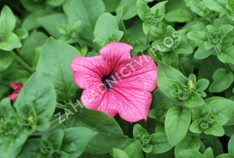 Petúnie, surfínie 'Hot Red' - Petunia hybrida Surfinia 'Hot Red'