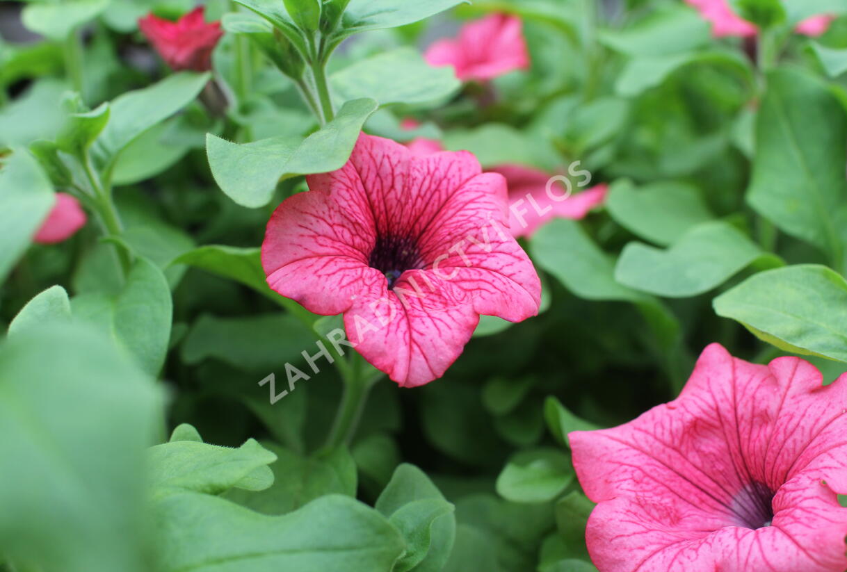 Petúnie, surfínie 'Hot Red' - Petunia hybrida Surfinia 'Hot Red'