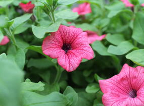 Petúnie, surfínie 'Hot Red' - Petunia hybrida Surfinia 'Hot Red'