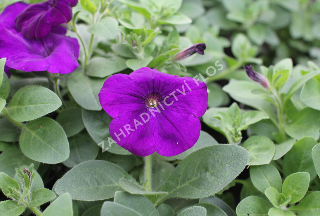 Petúnie 'Cascadias Indigo' - Petunia hybrida 'Cascadias Indigo'
