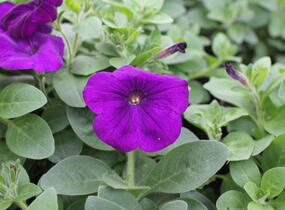 Petúnie 'Cascadias Indigo' - Petunia hybrida 'Cascadias Indigo'