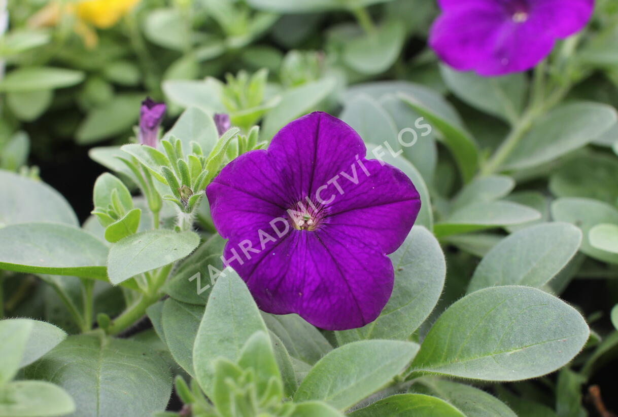 Petúnie 'Cascadias Indigo' - Petunia hybrida 'Cascadias Indigo'