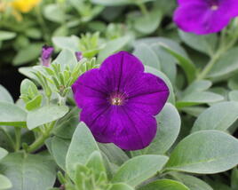 Petúnie 'Cascadias Indigo'