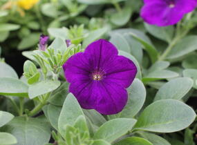 Petúnie 'Cascadias Indigo' - Petunia hybrida 'Cascadias Indigo'