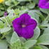 Petunia hybrida 'Cascadias Indigo'.JPG