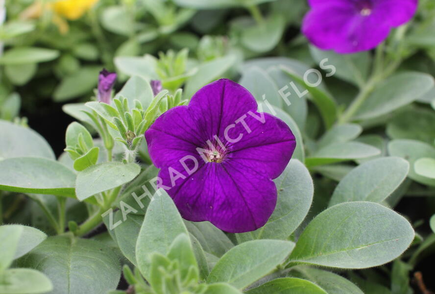 Petúnie 'Cascadias Indigo' - Petunia hybrida 'Cascadias Indigo'