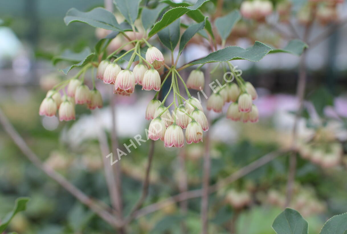 Zvonkovec, datyně zvonkovitá - Enkianthus campanulatus
