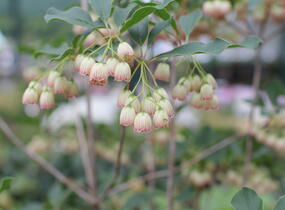 Zvonkovec, datyně zvonkovitá - Enkianthus campanulatus