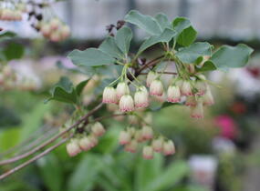 Zvonkovec, datyně zvonkovitá - Enkianthus campanulatus