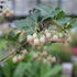 Enkianthus campanulatus.JPG