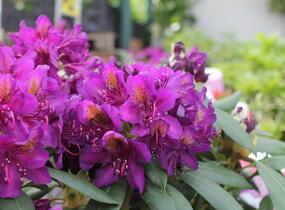 Pěnišník 'Marcel Menard' - Rhododendron (T) 'Marcel Menard'