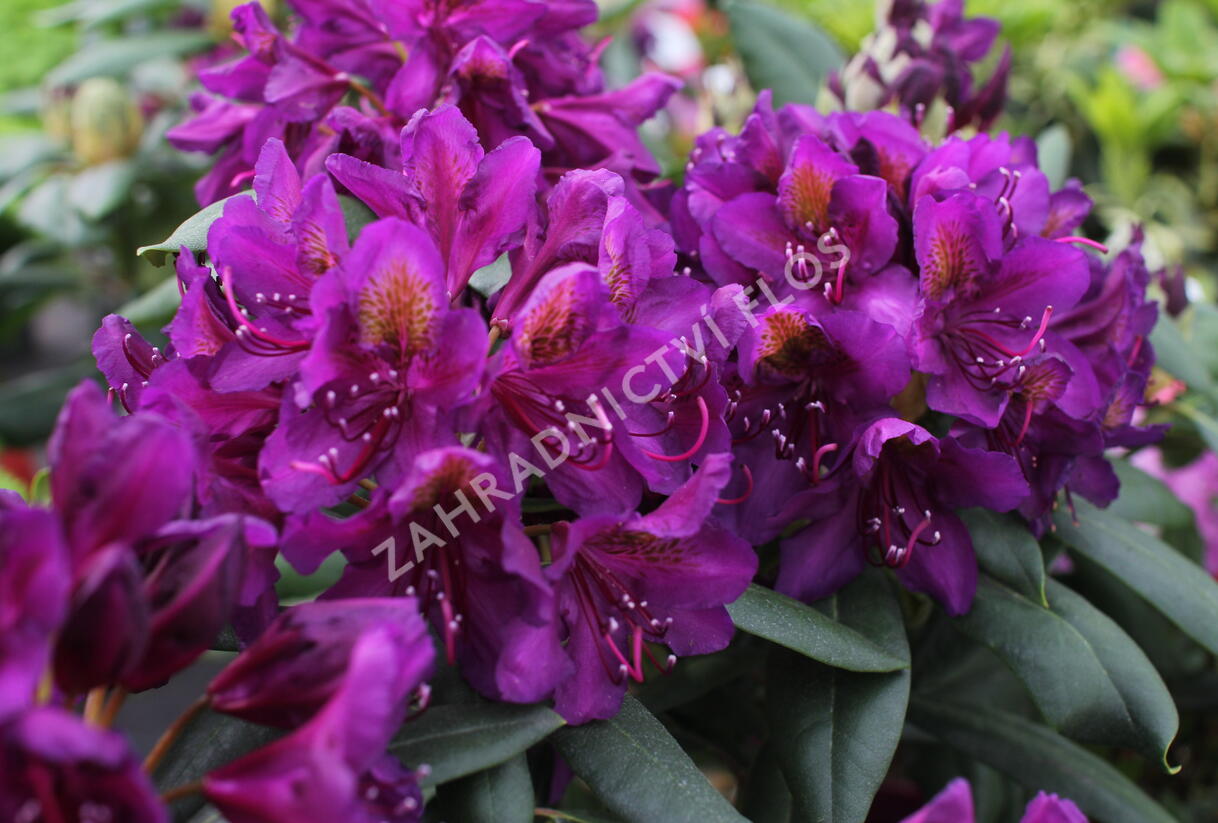 Pěnišník 'Marcel Menard' - Rhododendron (T) 'Marcel Menard'