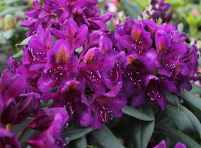 Pěnišník 'Marcel Menard' - Rhododendron (T) 'Marcel Menard'