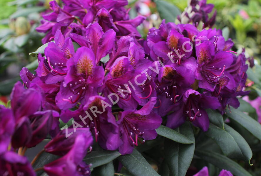 Pěnišník 'Marcel Menard' - Rhododendron (T) 'Marcel Menard'