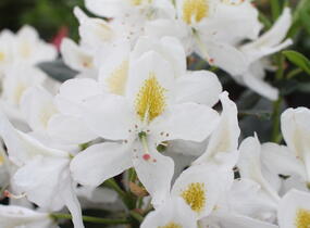 Pěnišník 'Madame Masson' - Rhododendron (T) 'Madame Masson'