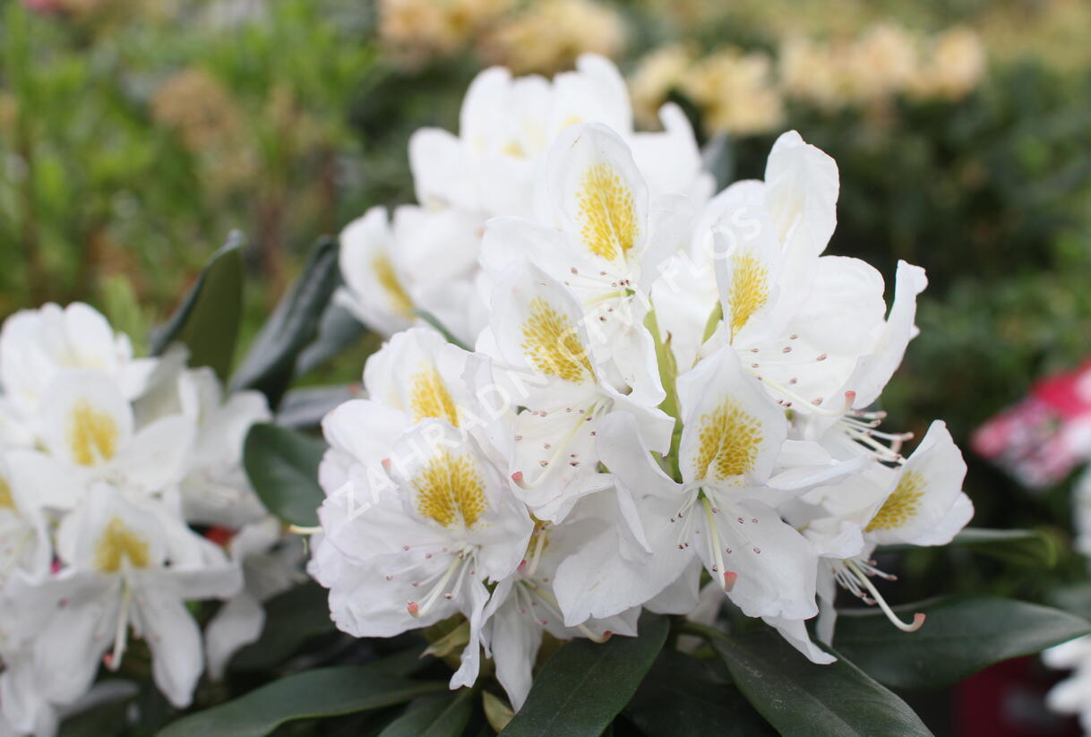 Pěnišník 'Madame Masson' - Rhododendron (T) 'Madame Masson'