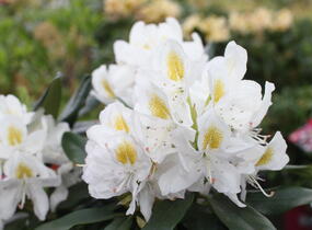 Pěnišník 'Madame Masson' - Rhododendron (T) 'Madame Masson'