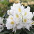 Rhododendron (T) 'Madame Masson'.JPG