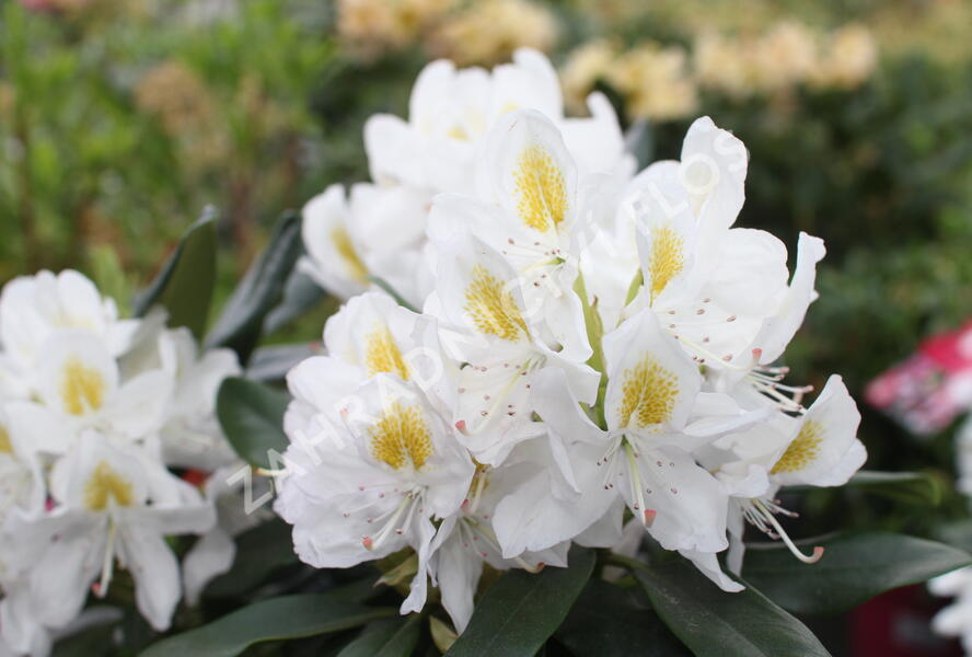 Pěnišník 'Madame Masson' - Rhododendron (T) 'Madame Masson'
